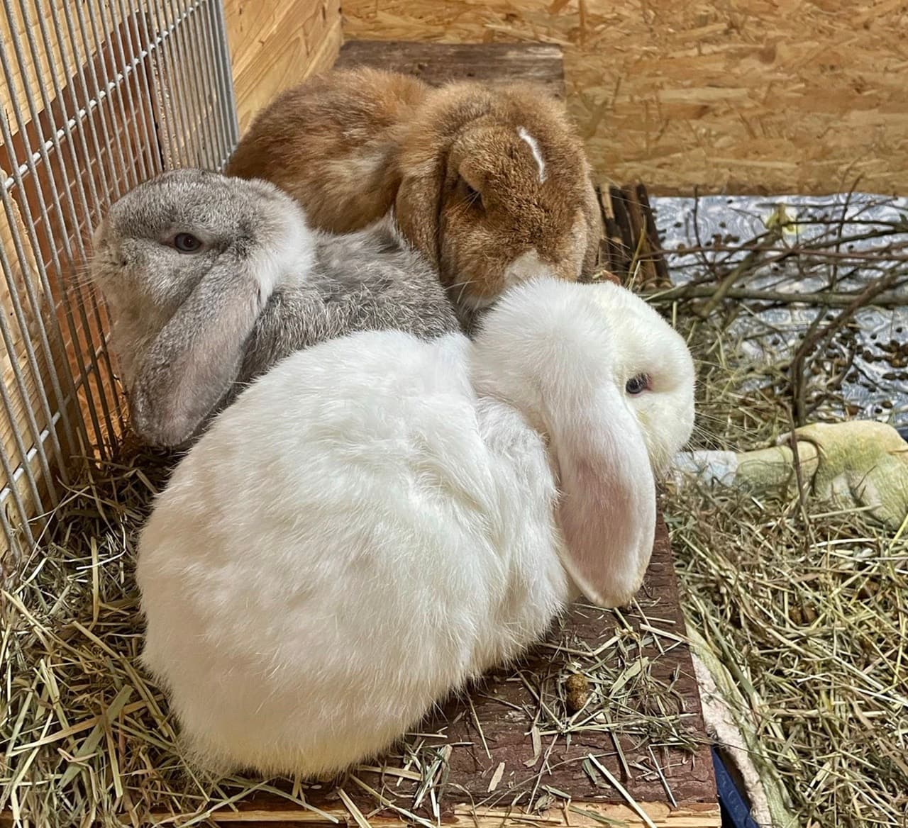 Foto von Felix, Wuschel und Bommel wurden beschlagnahmt