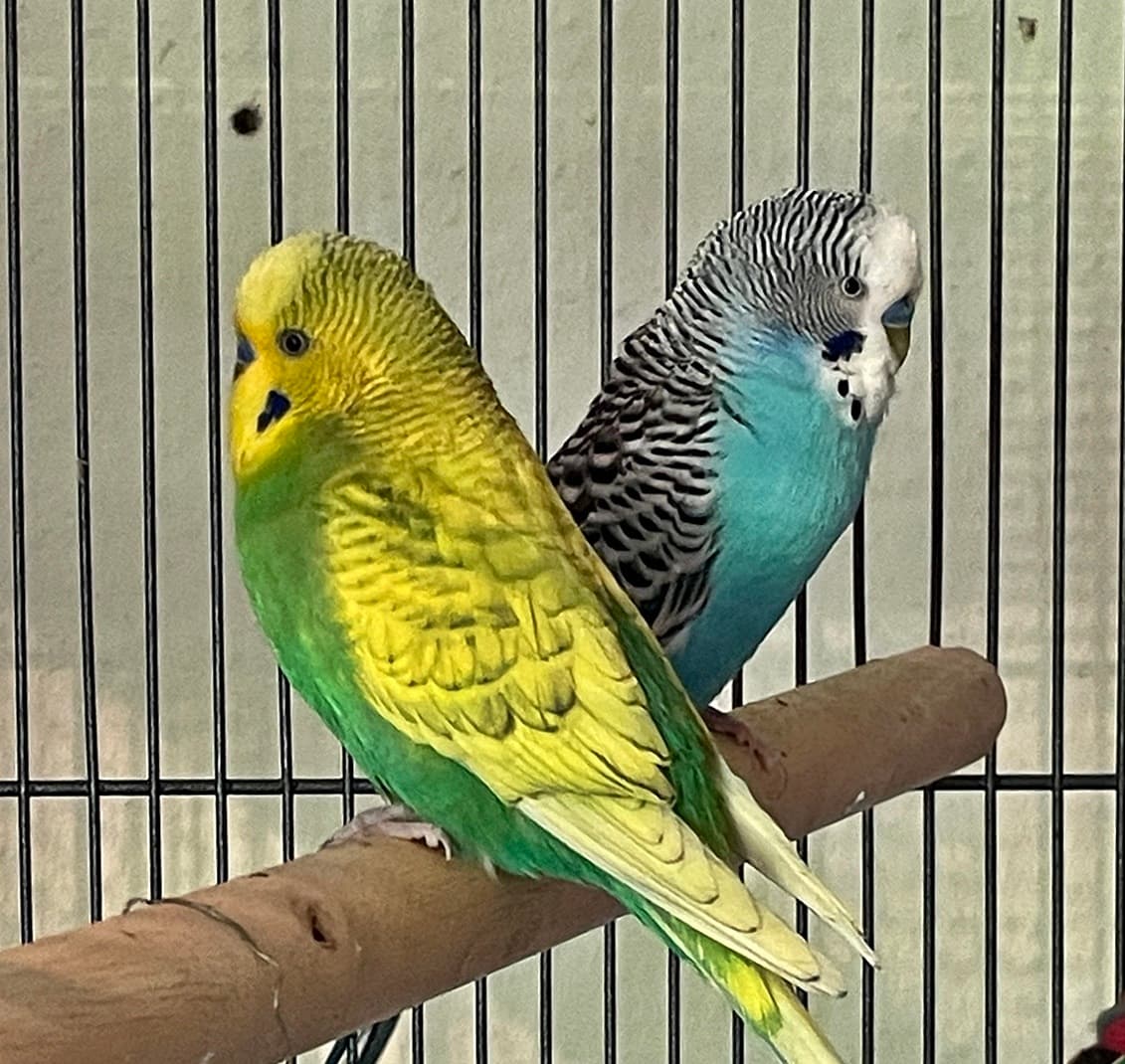 Foto von Finn und Fritz, unser farbenfrohes Welli-Pärchen