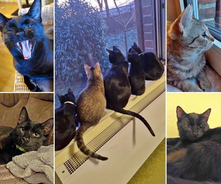 Fips, Fix und Foxi haben es toll getroffen