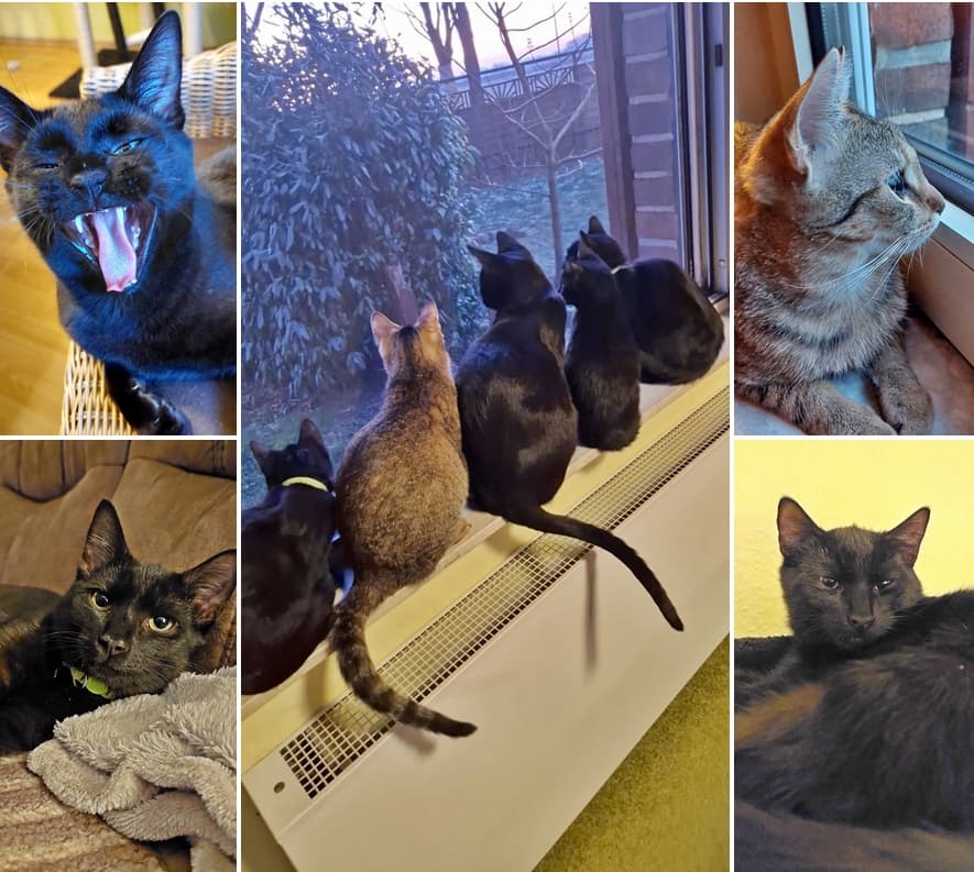 Fips, Fix und Foxi haben es toll getroffen