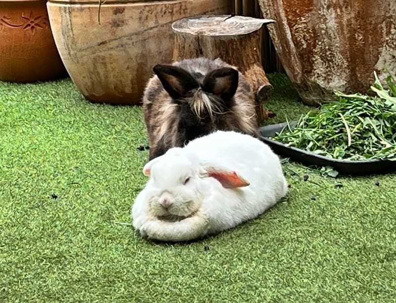 Grüße von Kaninchen Flocke