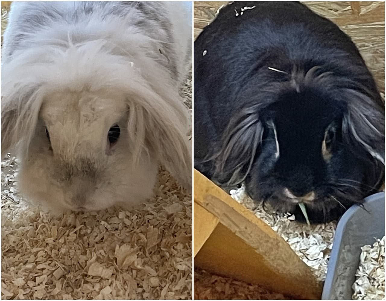 Foto von Scheidungs-Waisen Flöckchen und Bella