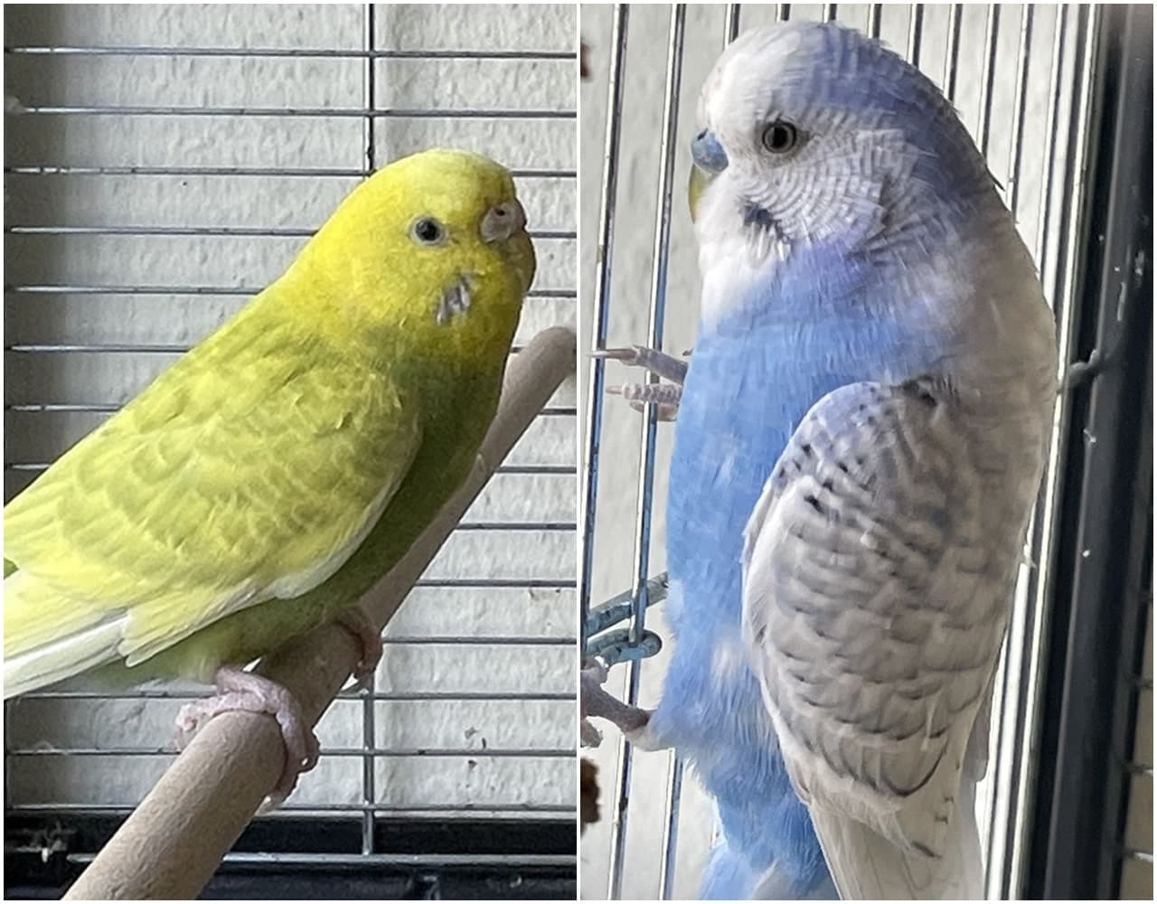 Foto von Fly und Hennes sind ein Liebespaar