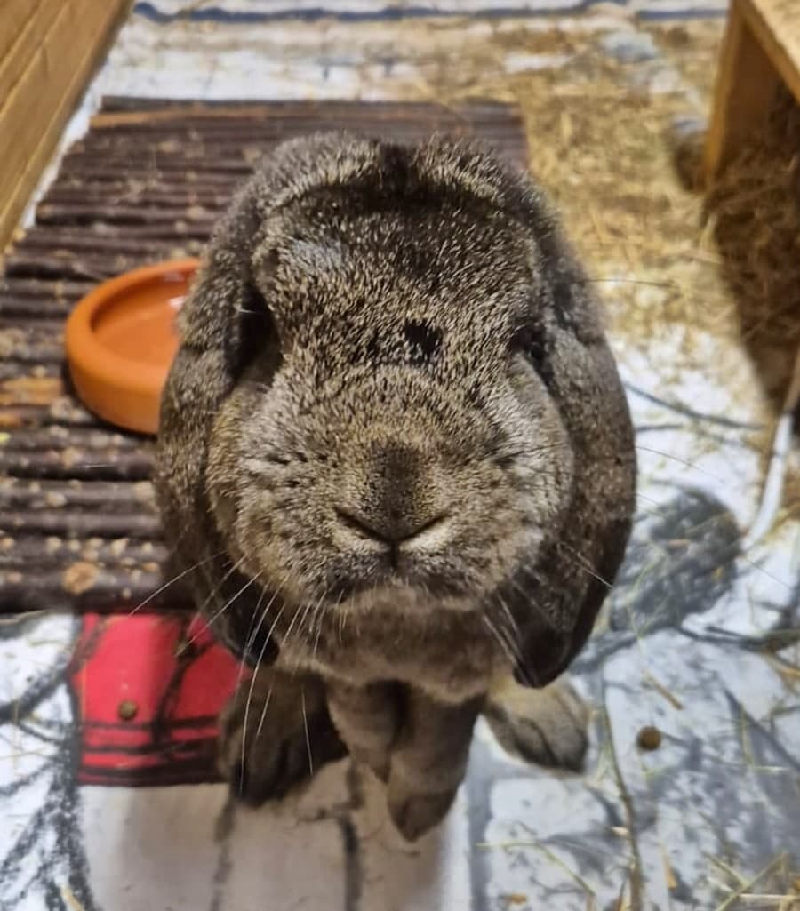 Foto von liebes Widderböckchen Fridolin