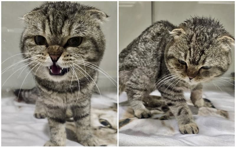 Wieder ein Fundkater