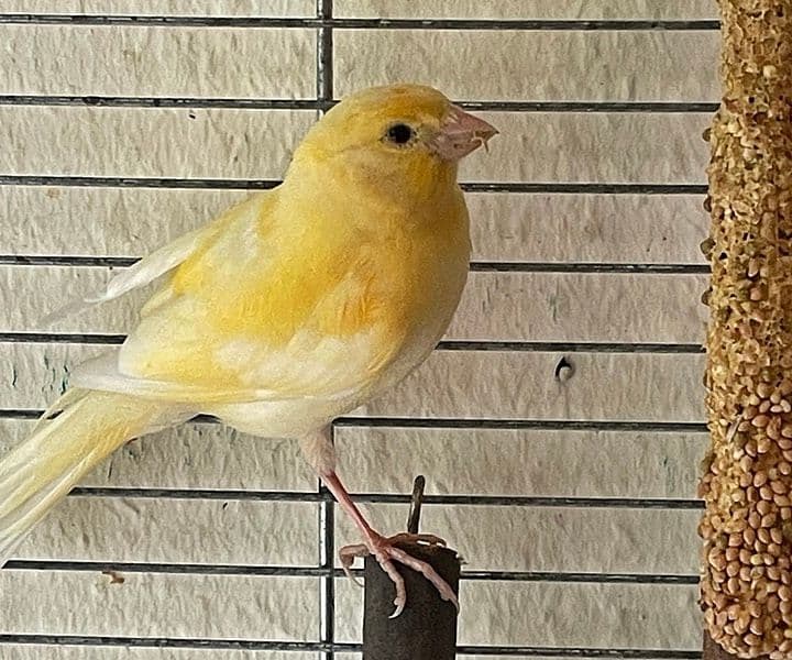 Kanarienvogel gefunden