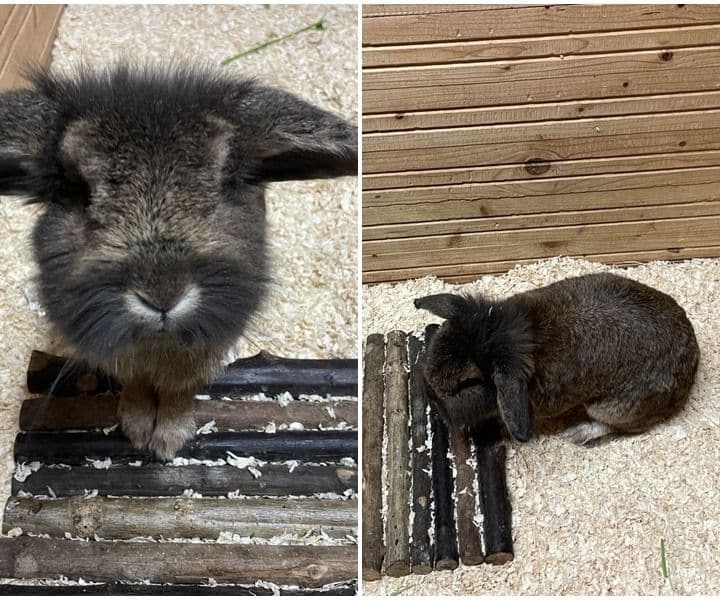 süßes Kaninchen sucht seine Besitzer