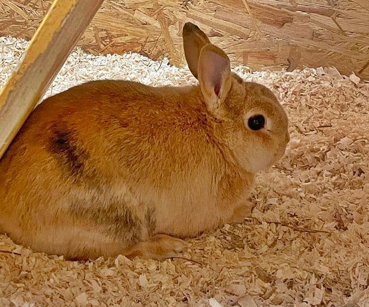 Kaninchen in Rhede gefunden