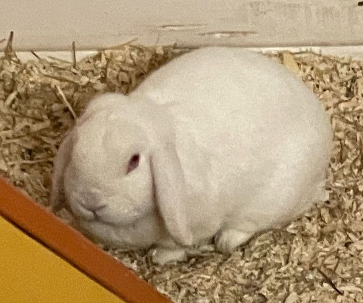 Wer vermisst dieses Widderkaninchen?