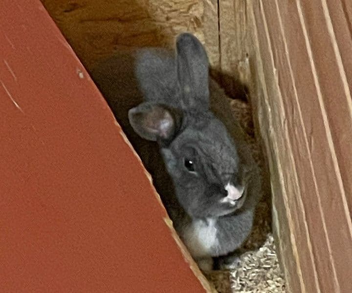 Ein weiteres Fundkaninchen ist bei uns gelandet...
