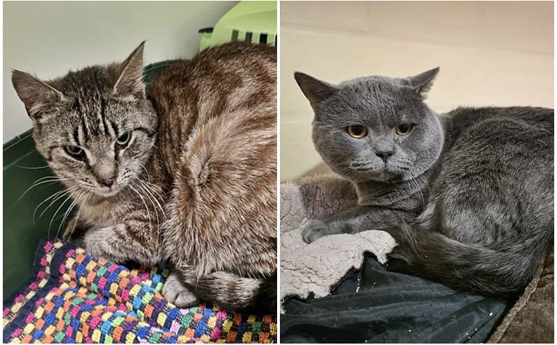 Fundkater aus Isselburg und aus Rees
