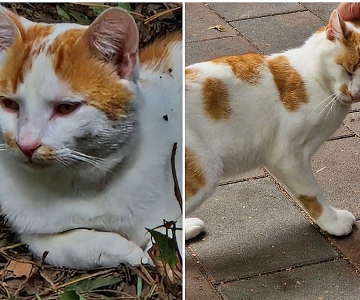 Und schon wieder ein neuer Fundkater...