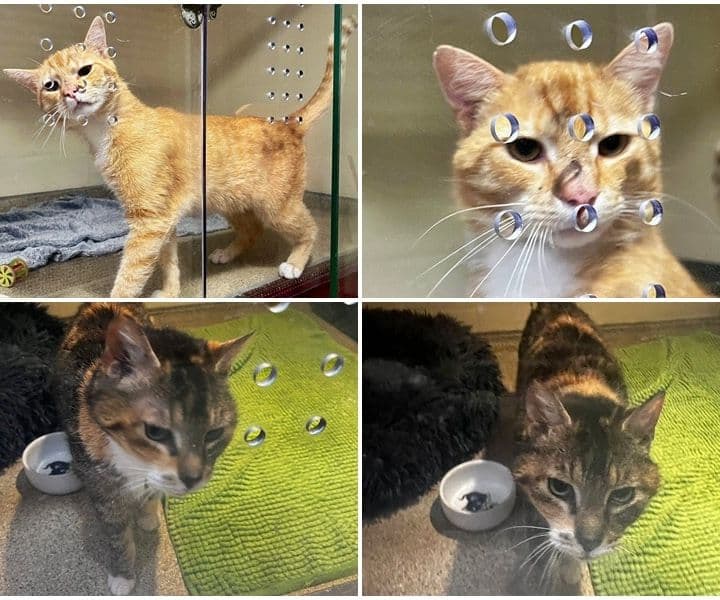 Zwei Fundkatzen