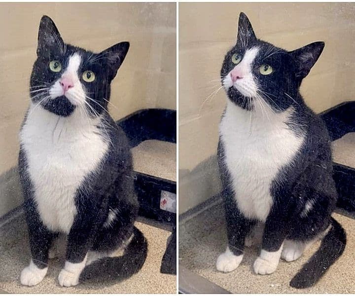 Fundkatze aus Rees sucht Besitzer
