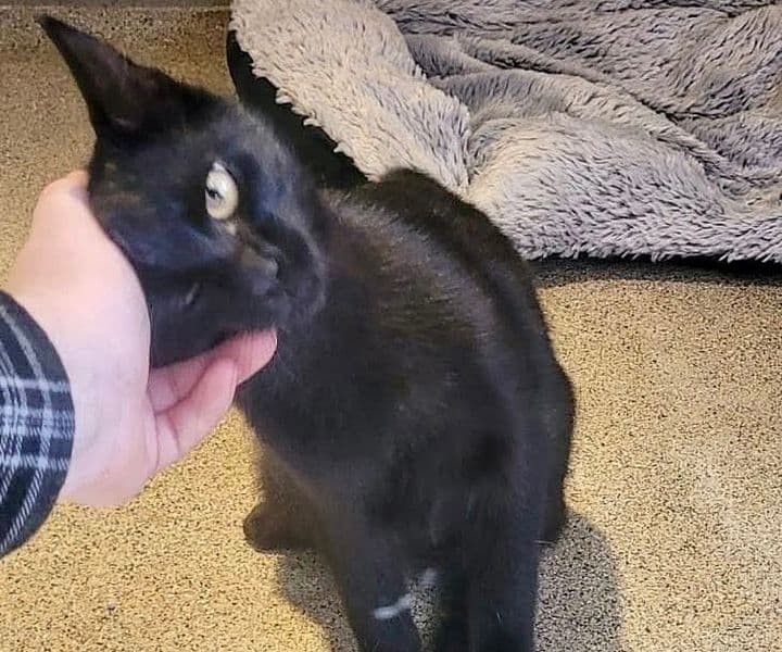 Wer kennt diesen schönen Kater?