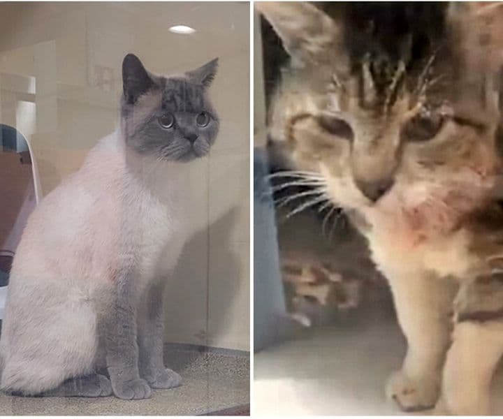Und es gibt weitere Fundkatzen...