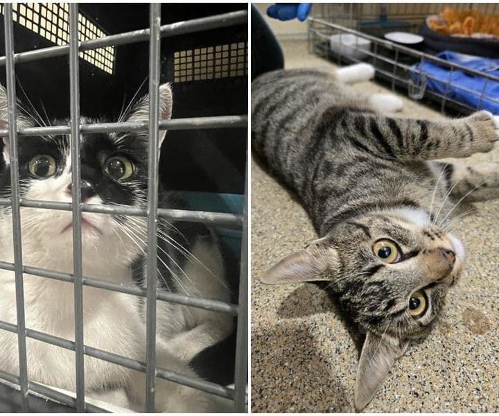 zwei Fundkatzen aus Bocholt / Rhede
