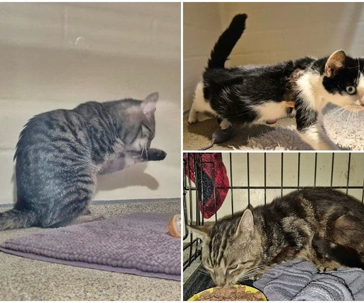 Drei Fundkatzen in den letzten Tagen