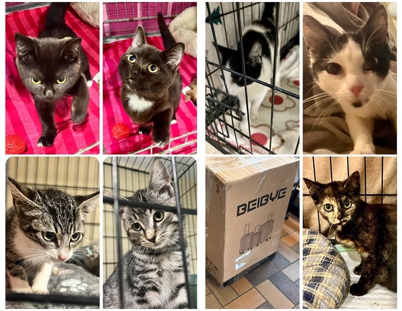 Wer kennt diese Katzen?