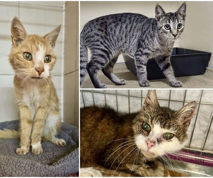 Drei Fundkatzen in 2 Tagen!