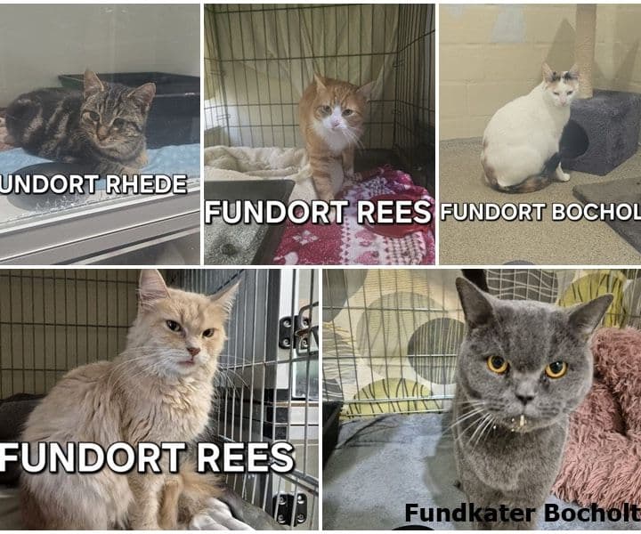 Fundkatzen der vergangenen Tage