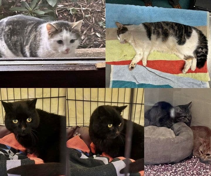 traurig: viele Fundkatzen an einem Tag