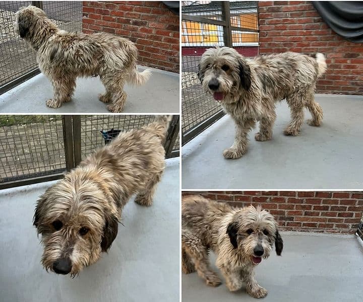 Fundhund aus Rees - wer kennt ihn?