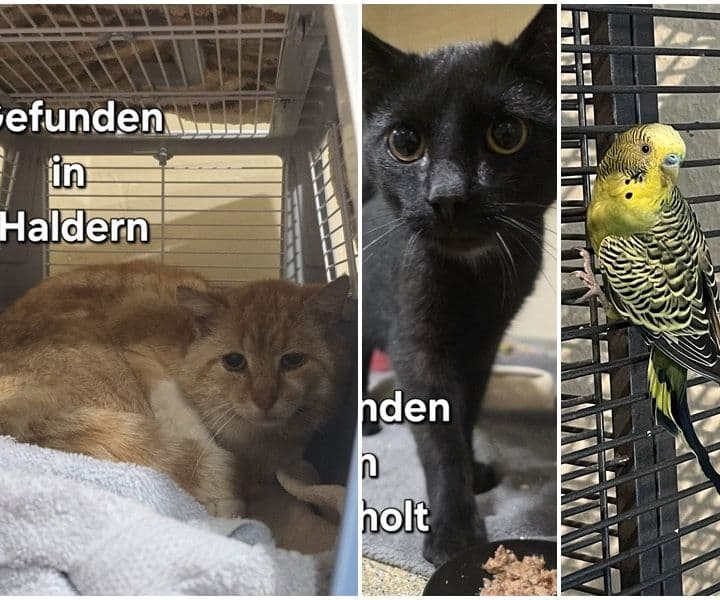 Drei Fundtiere an zwei Tagen!