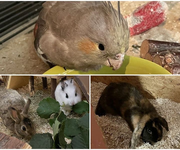Dringend: ein junger Nymphensittich sucht seinen Besitzer - und weitere Fundtiere (3 Kaninchen) ebenfalls
