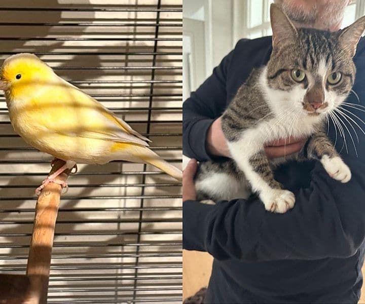Fundkanarien und Fundkatze möchten nach Hause