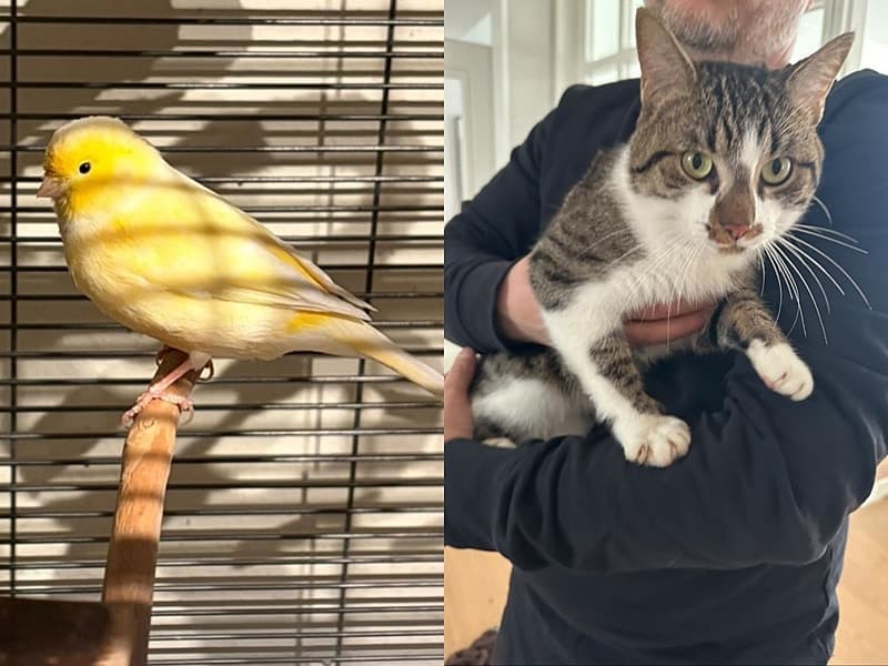 Fundkanarien und Fundkatze möchten nach Hause