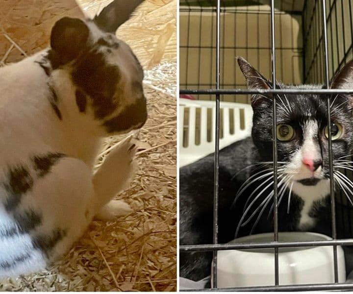Fundkaninchen und Fundkatze suchen ihre Besitzer