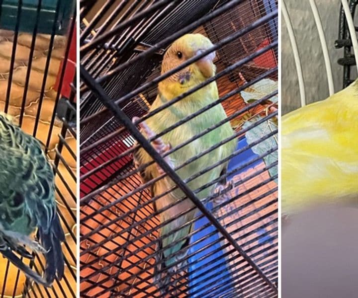 Besitzer von Wellensittich und Kanarienvogel gesucht