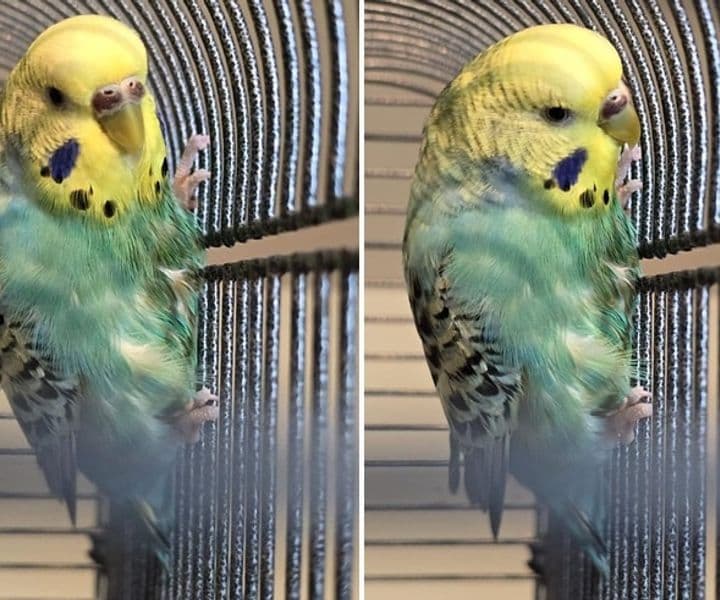 Wem gehört dieser Wellensittich? / auch ein wildfarbener Kanarienvogel wurde gefunden