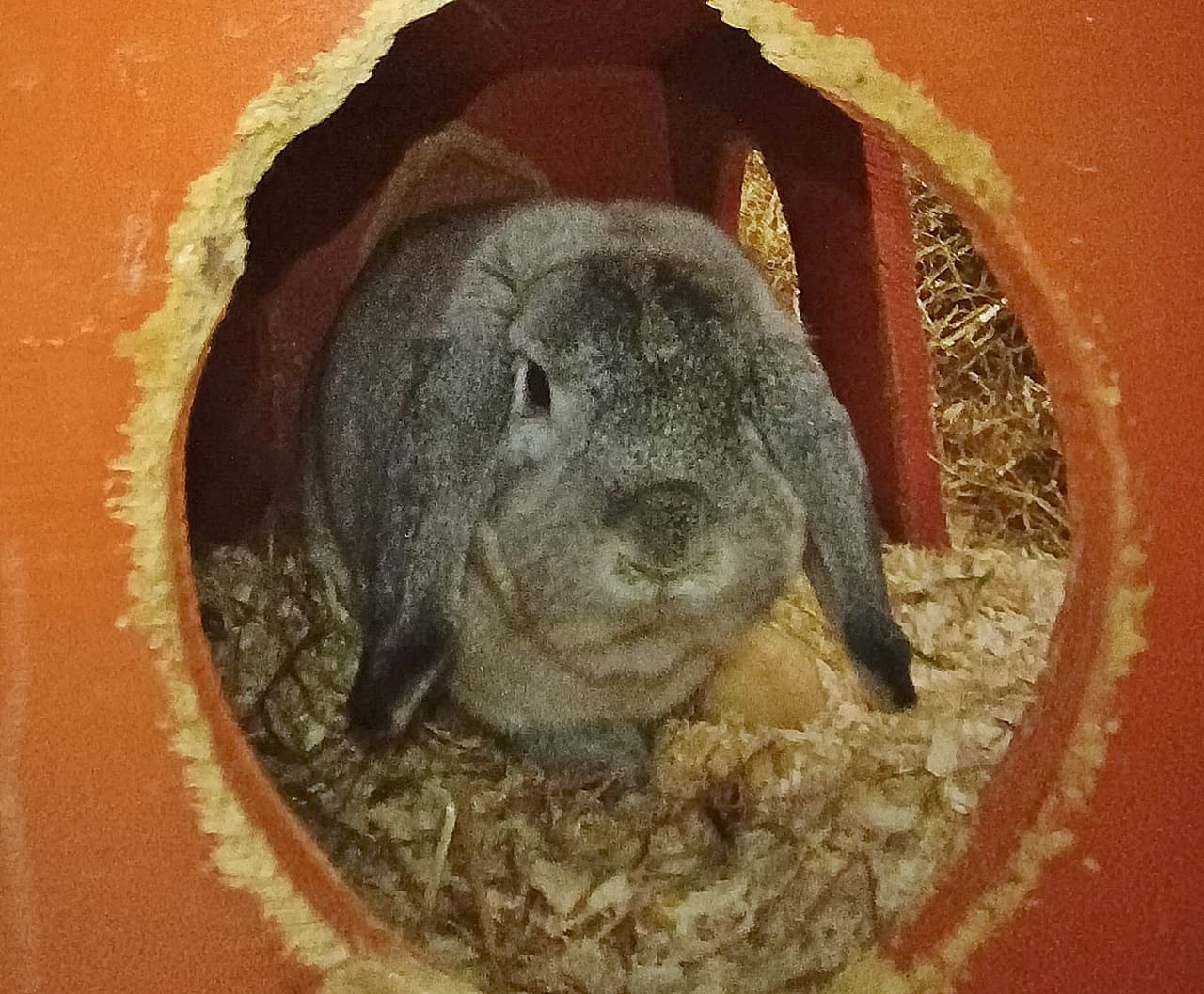 Foto von Freundlicher Widder Georg