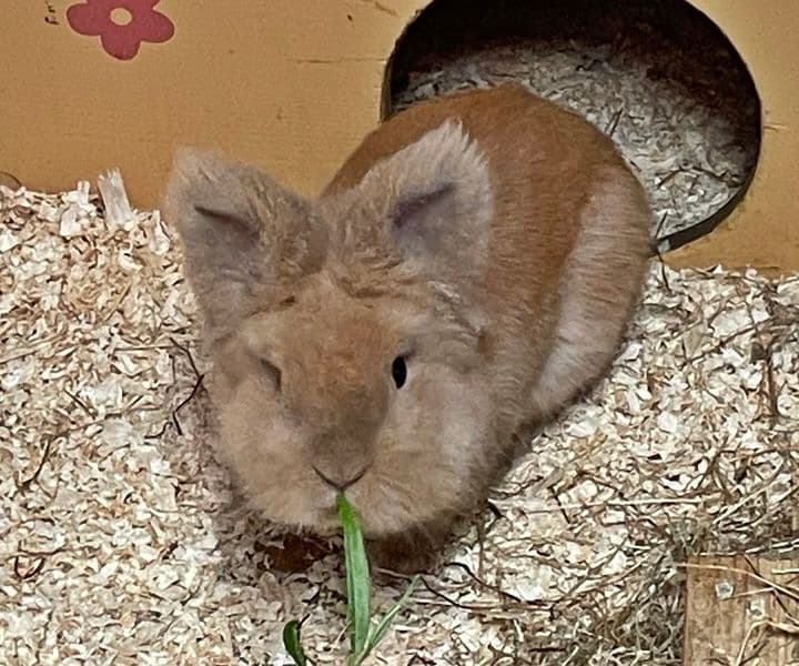 Foto von flauschiger kleiner Götz