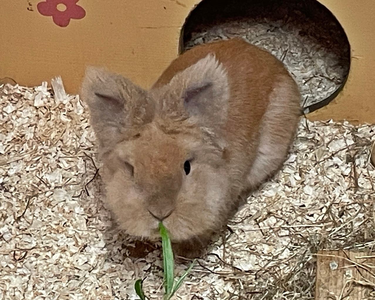 Foto von flauschiger kleiner Götz