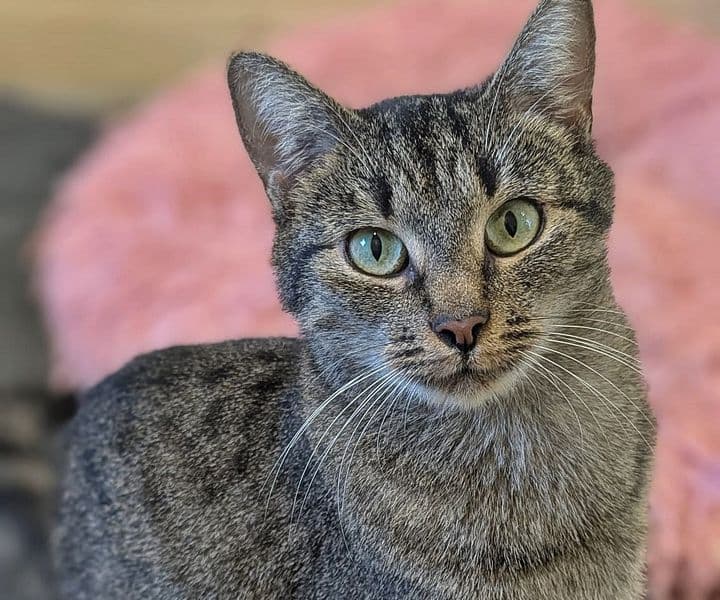 Foto von Liebenswerte Katzenmama Grace