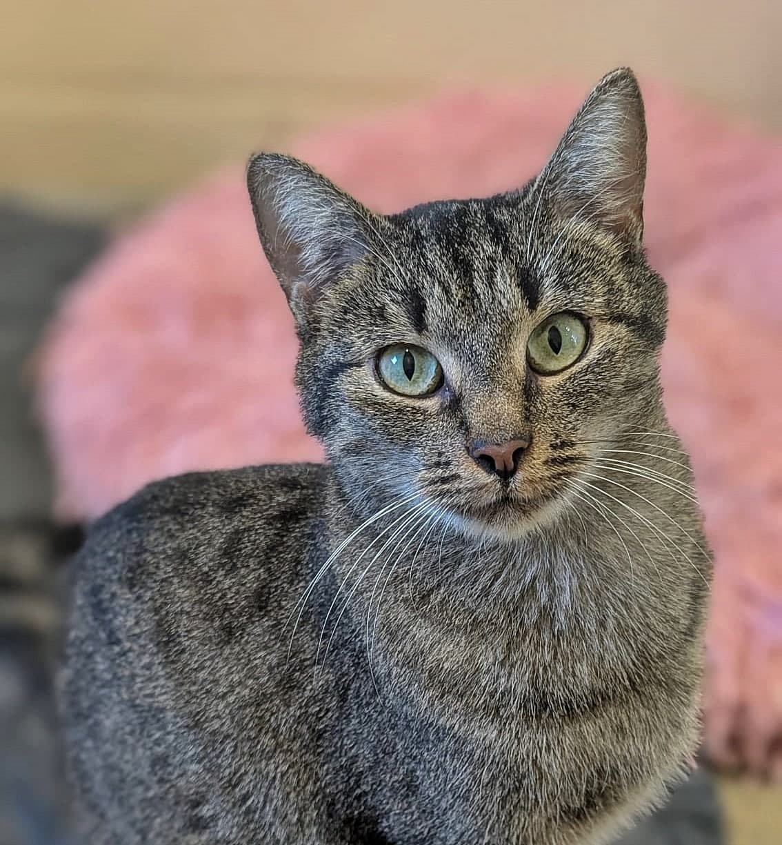 Foto von Liebenswerte Katzenmama Grace