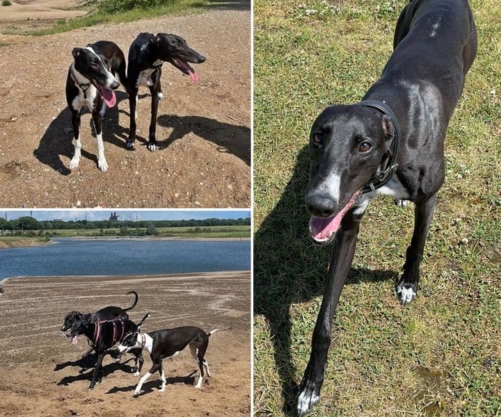 Treffen von drei jungen Greyhoundschwestern