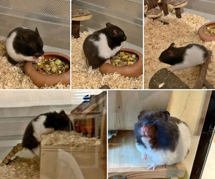Hamsterdame Pou lässt grüßen
