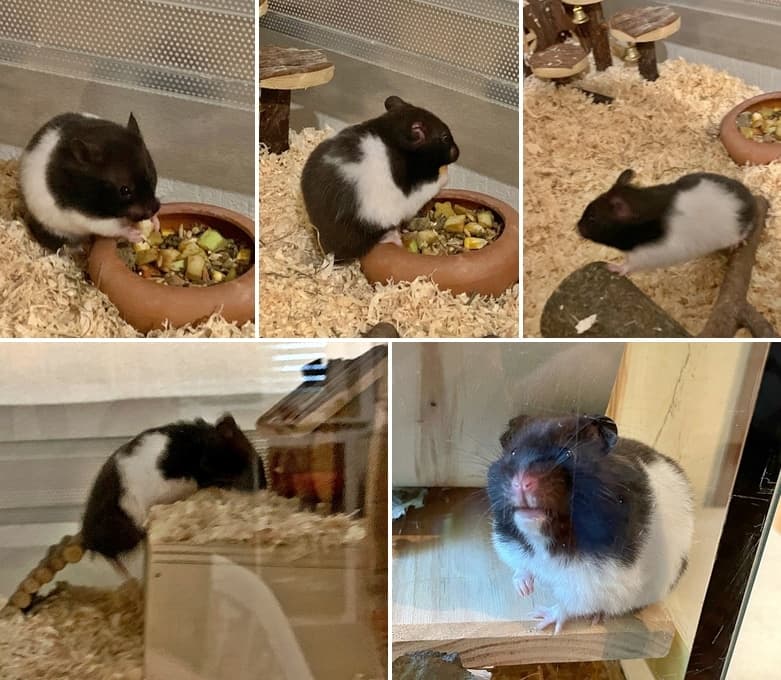 Hamsterdame Pou lässt grüßen