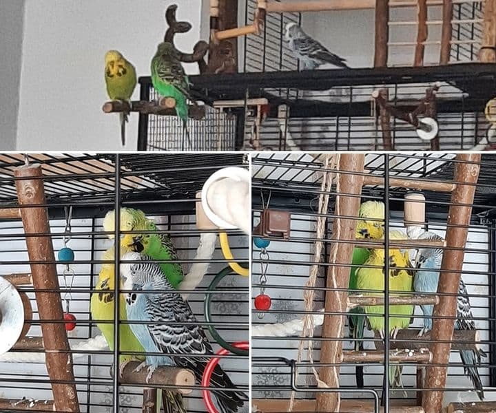 Hansi heißt jetzt Knuti und hat zwei Freunde