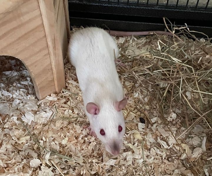 Foto von Rattenmädchen Happy hatte Glück im Unglück