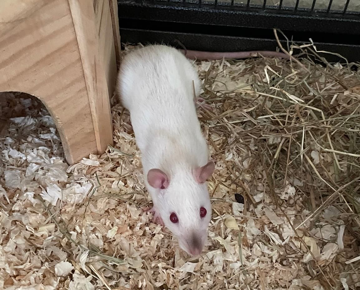 Foto von Rattenmädchen Happy hatte Glück im Unglück
