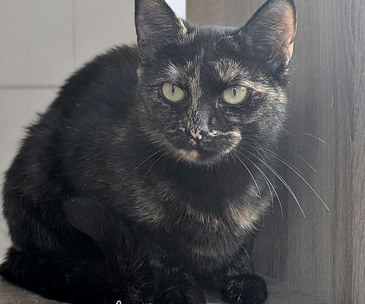 Foto von Heidi, unsere selbstbewusste Schönheit