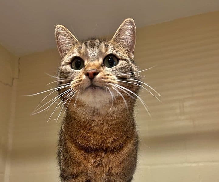 Foto von menschenbezogene Tigerin Iga