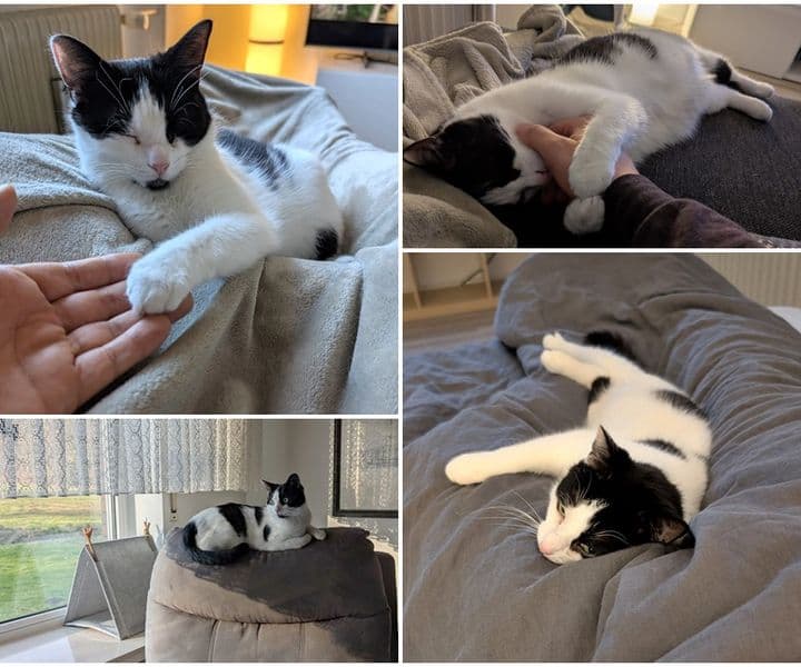 Iro macht seinem neuen Herrchen viel Freude