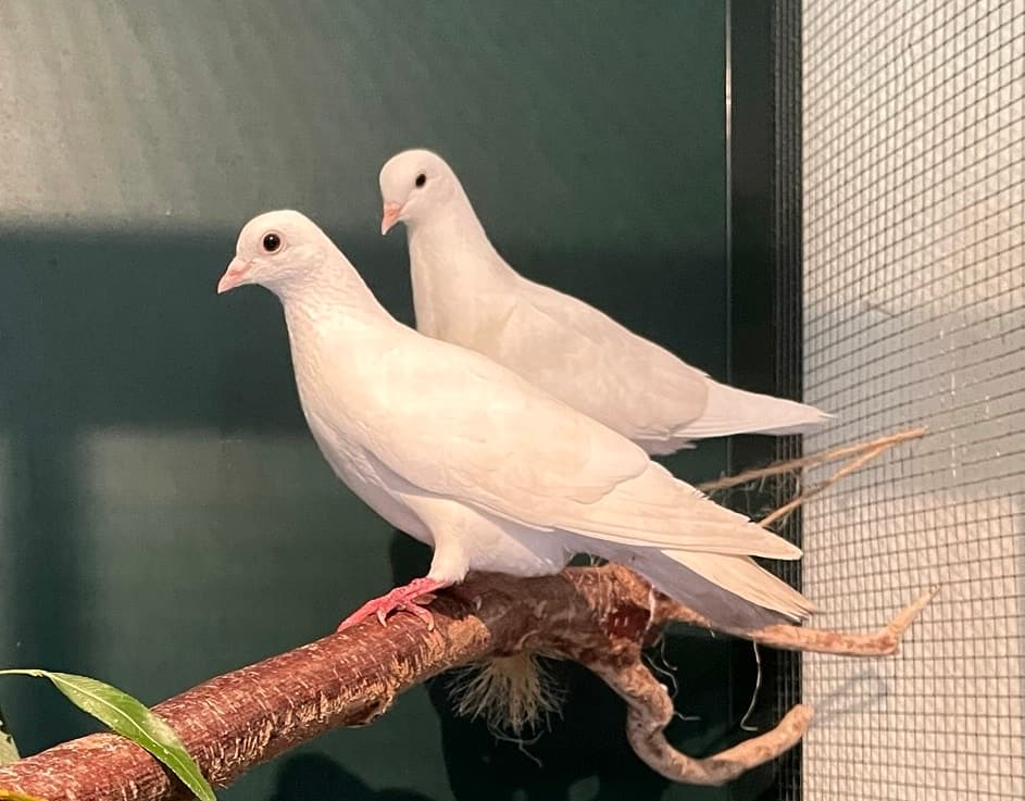 Foto von wunderschöne Ziertauben Jade und Jewel