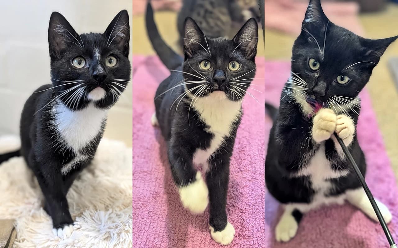 Foto von Janis, Fiete und Sara, Kitten von Grace (Sara und Fiete sind vermittelt)